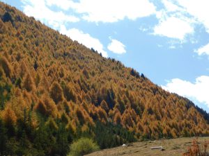 四川省・八美から丹巴路へ 雅拉雪山を望む 紅葉の丹巴路１ 紅葉の丹巴路２ 四姑娘山の秋の写真　錦秋の丹巴路を行く2-11