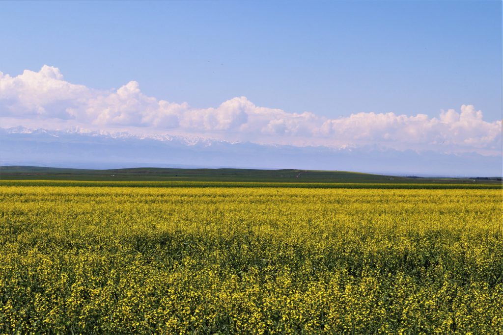 新疆ウィグル自治区・昭蘇の写真　生命が蘇る地-1