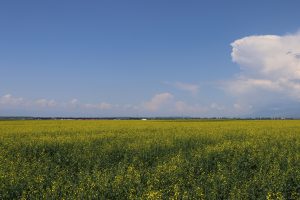 新疆ウィグル自治区・昭蘇の写真　生命が蘇る地-11