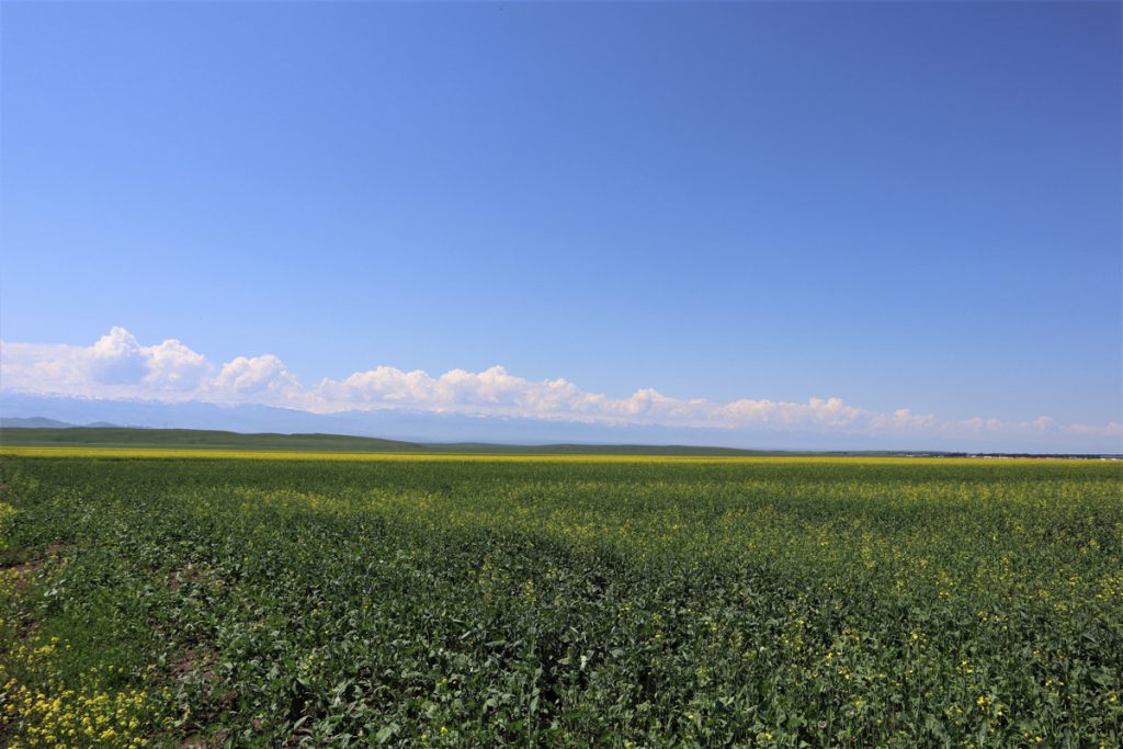 新疆ウィグル自治区・昭蘇の写真　生命が蘇る地-2