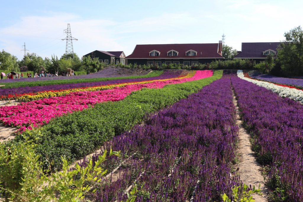 新疆ウィグル自治区・昭蘇の写真　生命が蘇る地-4