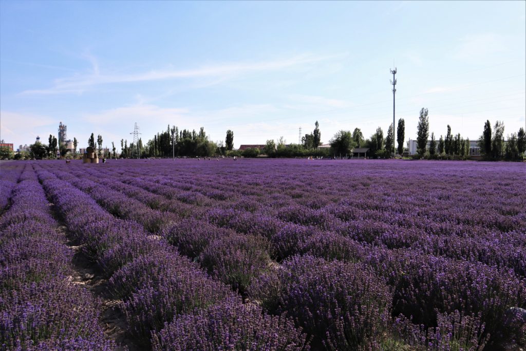 新疆ウィグル自治区・昭蘇の写真　生命が蘇る地-5