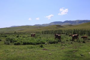 新疆ウィグル自治区・昭蘇の写真　生命が蘇る地-6