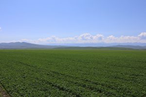 新疆ウィグル自治区・昭蘇の写真　生命が蘇る地-7