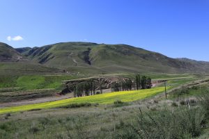 新疆ウィグル自治区・昭蘇の写真　生命が蘇る地-9