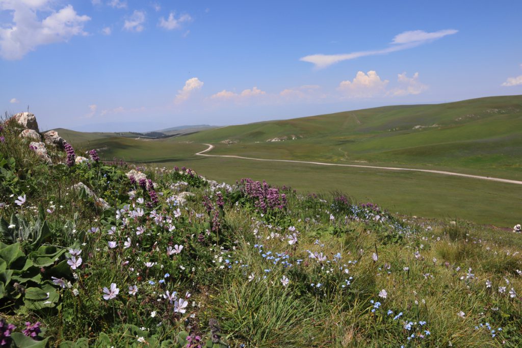 新疆ウィグル自治区・喀拉峻(カラジュン)の写真 波打つ、花と深緑の大草原2-1