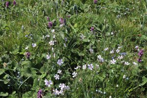 新疆ウィグル自治区・喀拉峻(カラジュン)の写真 波打つ、花と深緑の大草原2-10