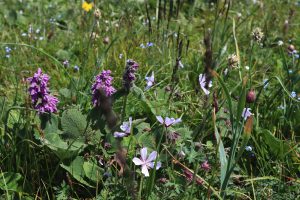 新疆ウィグル自治区・喀拉峻(カラジュン)の写真 波打つ、花と深緑の大草原2-11