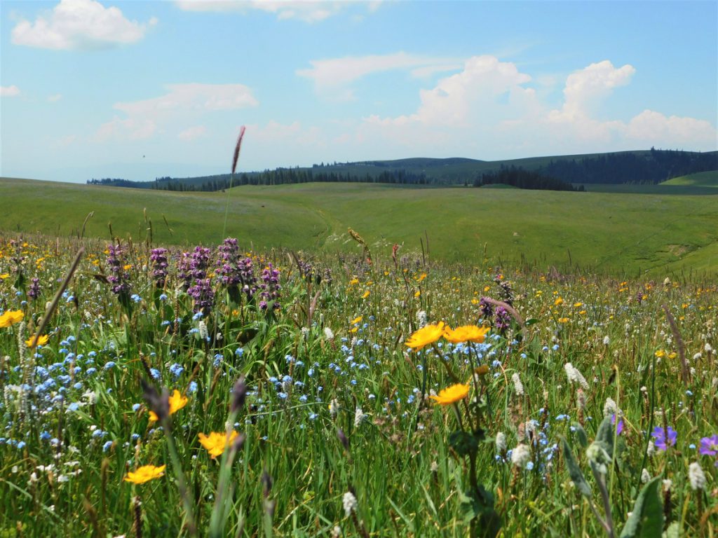 新疆ウィグル自治区・喀拉峻(カラジュン)の写真 波打つ、花と深緑の大草原2-3