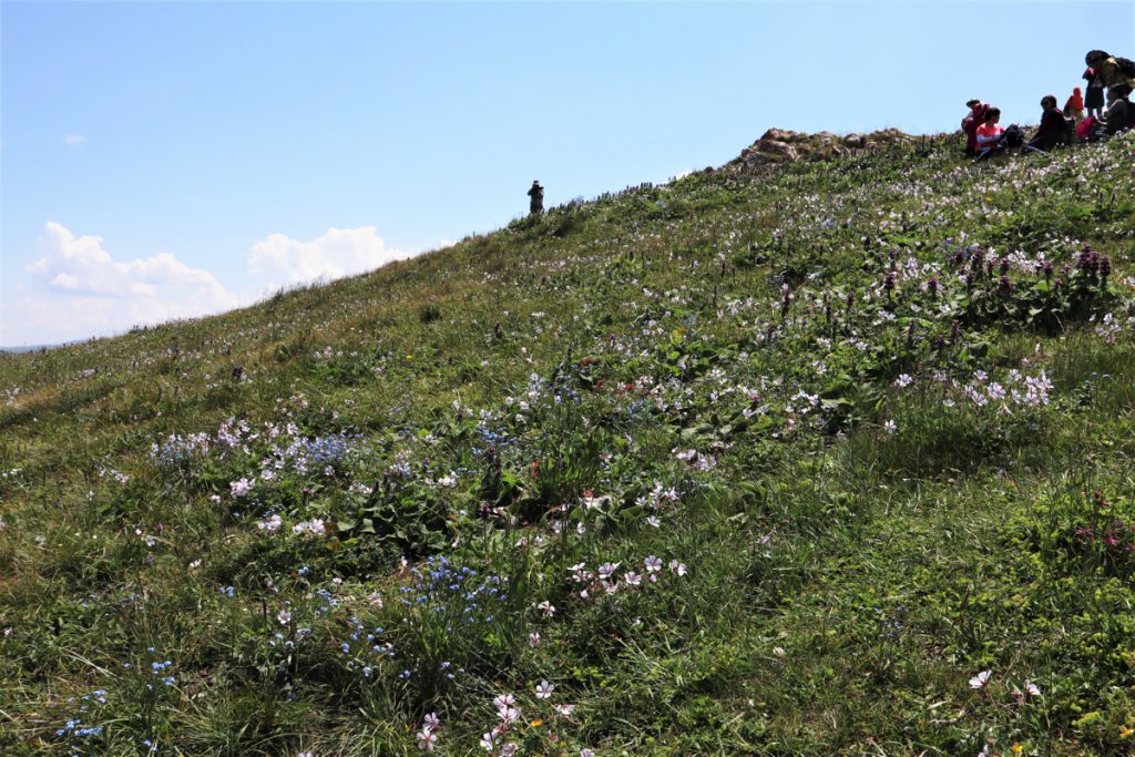 新疆ウィグル自治区・喀拉峻(カラジュン)の写真 波打つ、花と深緑の大草原2-4