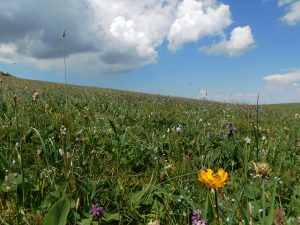 新疆ウィグル自治区・喀拉峻(カラジュン)の写真 波打つ、花と深緑の大草原2-6