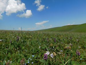 新疆ウィグル自治区・喀拉峻(カラジュン)の写真 波打つ、花と深緑の大草原2-7