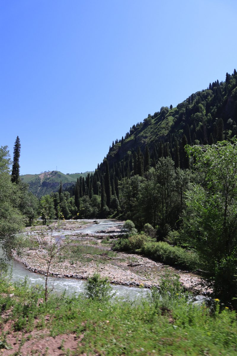 新疆ウィグル自治区・庫爾徳寧の写真　“雪嶺雲杉”の原始杉の故郷-2