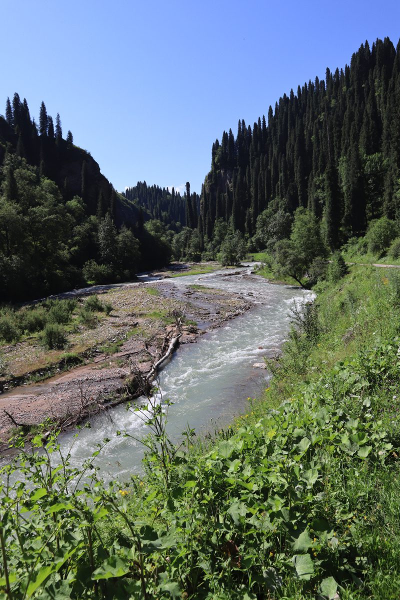 新疆ウィグル自治区・庫爾徳寧の写真　“雪嶺雲杉”の原始杉の故郷-3