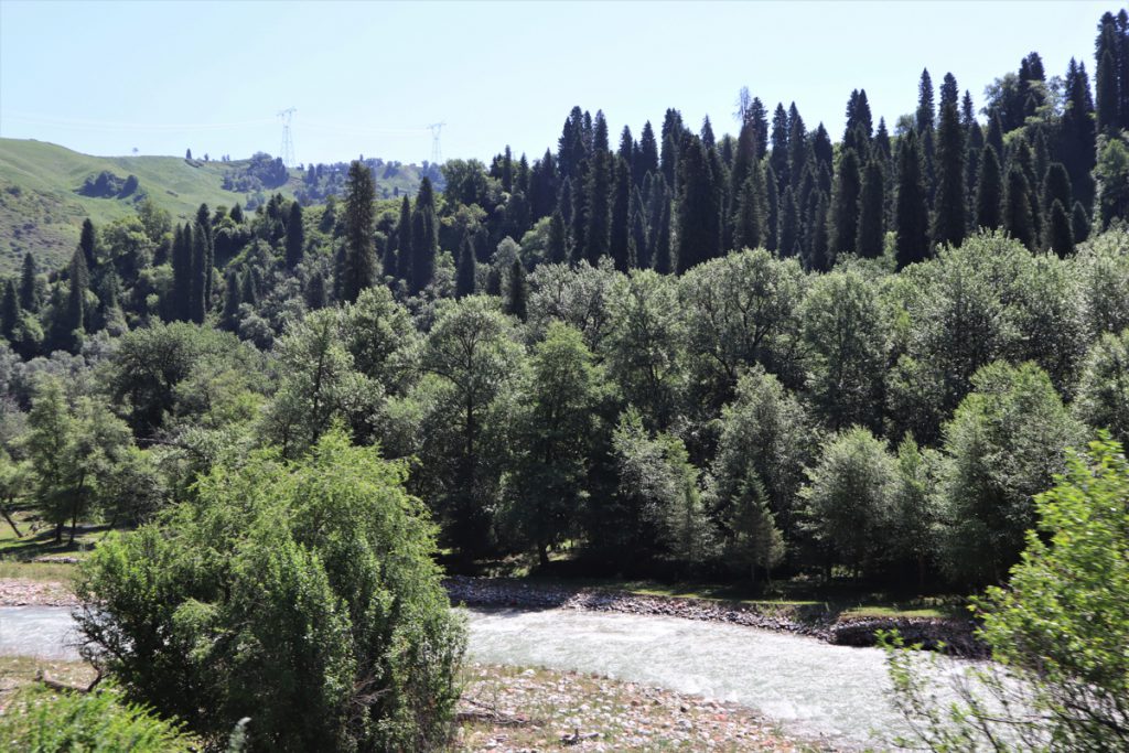 新疆ウィグル自治区・庫爾徳寧の写真　“雪嶺雲杉”の原始杉の故郷-4