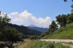 新疆ウィグル自治区・庫爾徳寧の写真　“雪嶺雲杉”の原始杉の故郷-6