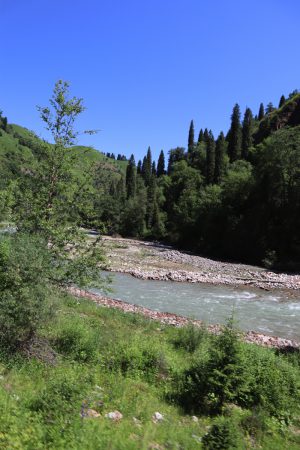 新疆ウィグル自治区・庫爾徳寧の写真　“雪嶺雲杉”の原始杉の故郷-7