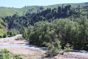 新疆ウィグル自治区・庫爾徳寧の写真　“雪嶺雲杉”の原始杉の故郷-9