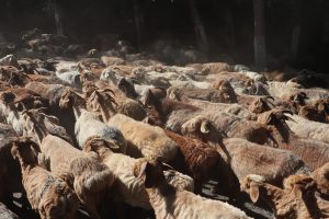 新疆ウィグル自治区・庫爾徳寧の写真　“雪嶺雲杉”の原始杉の故郷-10