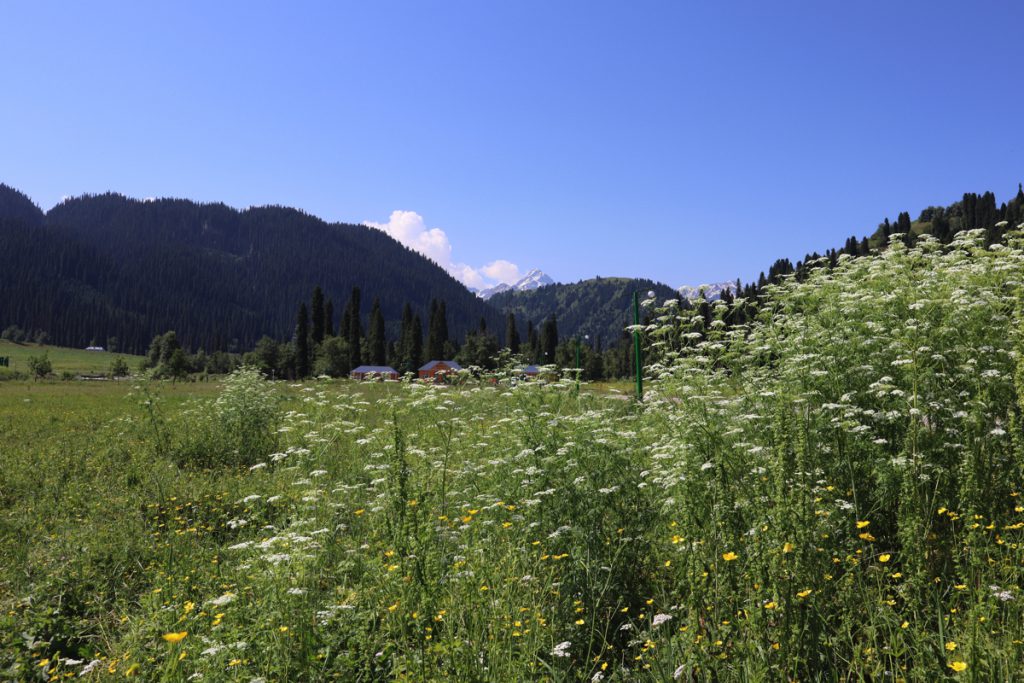 新疆ウィグル自治区・庫爾徳寧の写真　“雪嶺雲杉”の原始杉の故郷-2