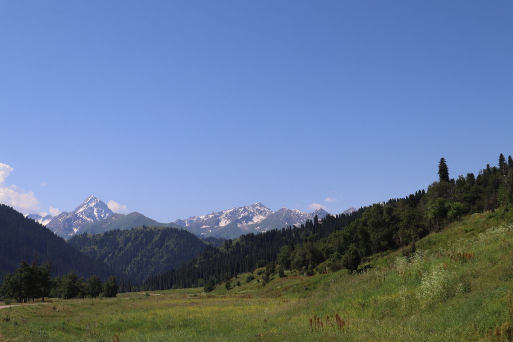 新疆ウィグル自治区・庫爾徳寧の写真　“雪嶺雲杉”の原始杉の故郷-3