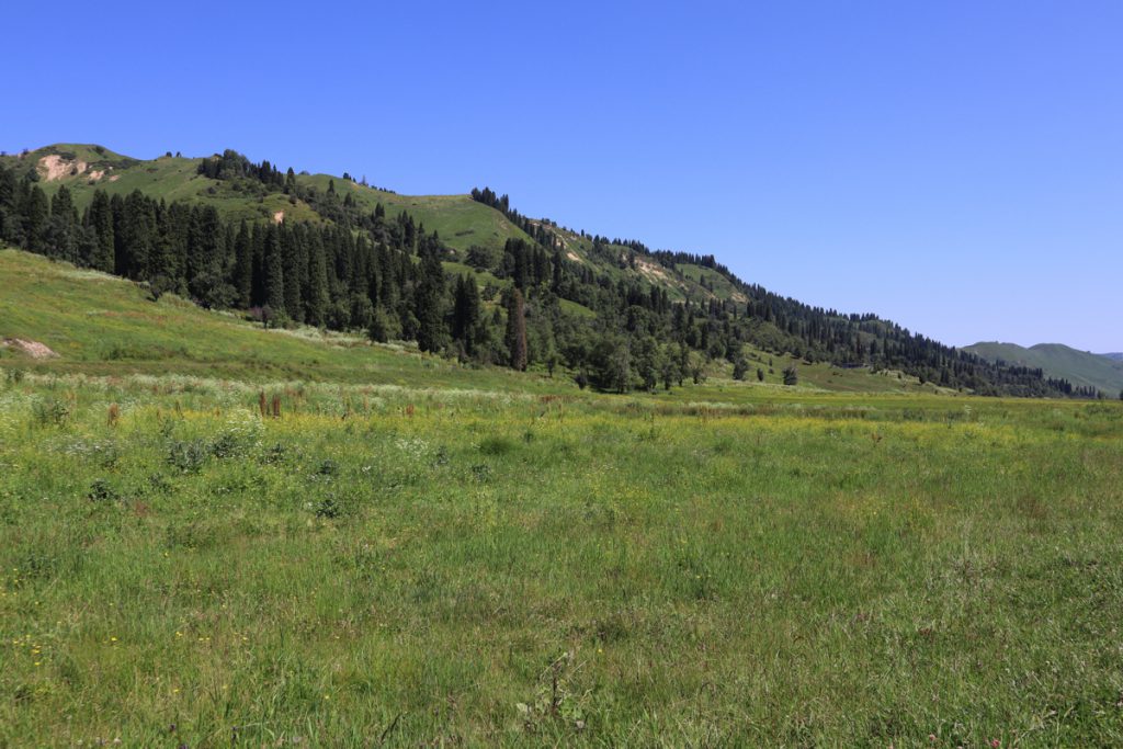 新疆ウィグル自治区・庫爾徳寧の写真　“雪嶺雲杉”の原始杉の故郷-5