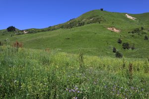 新疆ウィグル自治区・庫爾徳寧の写真　“雪嶺雲杉”の原始杉の故郷-6
