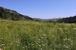 新疆ウィグル自治区・庫爾徳寧の写真　“雪嶺雲杉”の原始杉の故郷-7