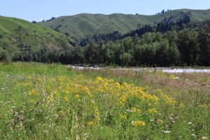 新疆ウィグル自治区・庫爾徳寧の写真　“雪嶺雲杉”の原始杉の故郷-8