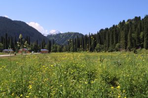 新疆ウィグル自治区・庫爾徳寧の写真　“雪嶺雲杉”の原始杉の故郷-9
