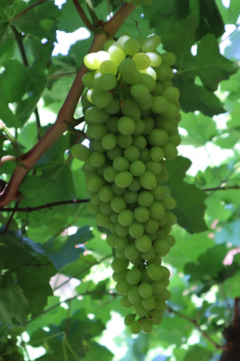 新疆ウィグル自治区・火焔山、葡萄溝の写真　灼熱の大地を歩き緑の谷で憩う2-2