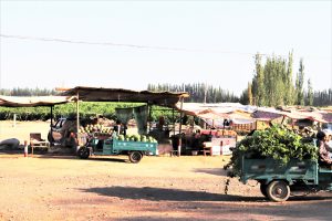 新疆ウィグル自治区・火焔山、葡萄溝の写真　灼熱の大地を歩き緑の谷で憩う2-6