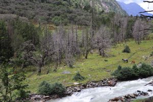 四川省・長坪溝/枯樹灘/四姑娘山鎮から大本営ベースキャンプへ/大峰山頂の写真 四姑娘山、大峰を登る-6