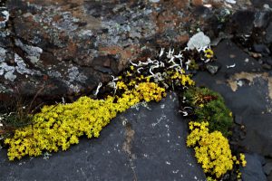 四川省・長坪溝、枯樹灘、四姑娘山鎮から大本営ベースキャンプへ、大峰山頂の写真　四姑娘山、大峰を登る5-11