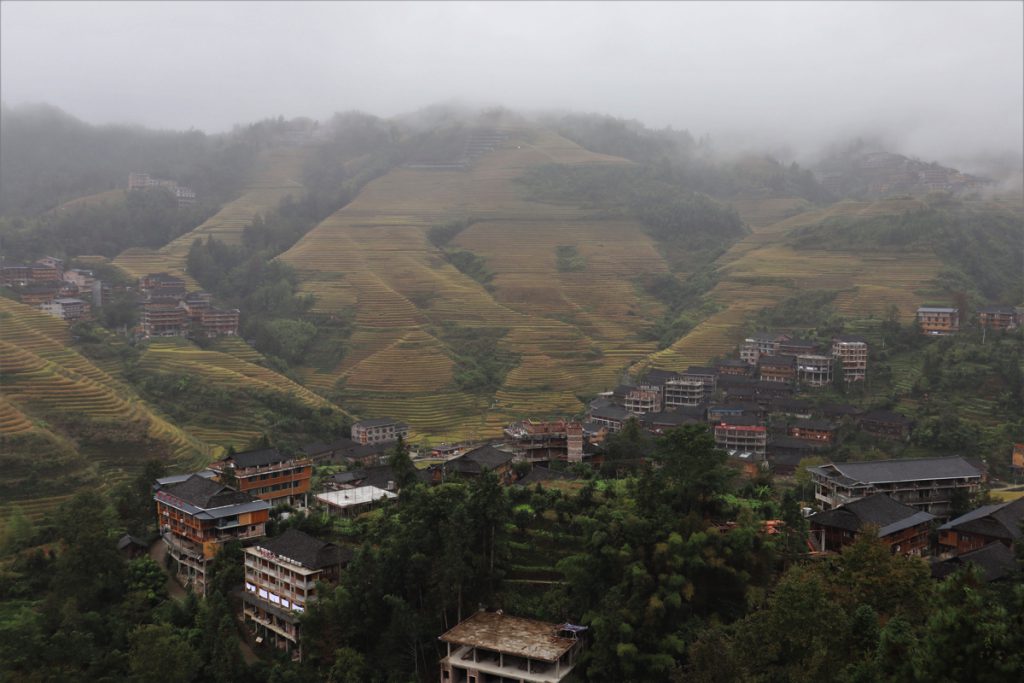 広西壮族自治区・龍脊棚田の写真　山を彩る金色の絨毯-2