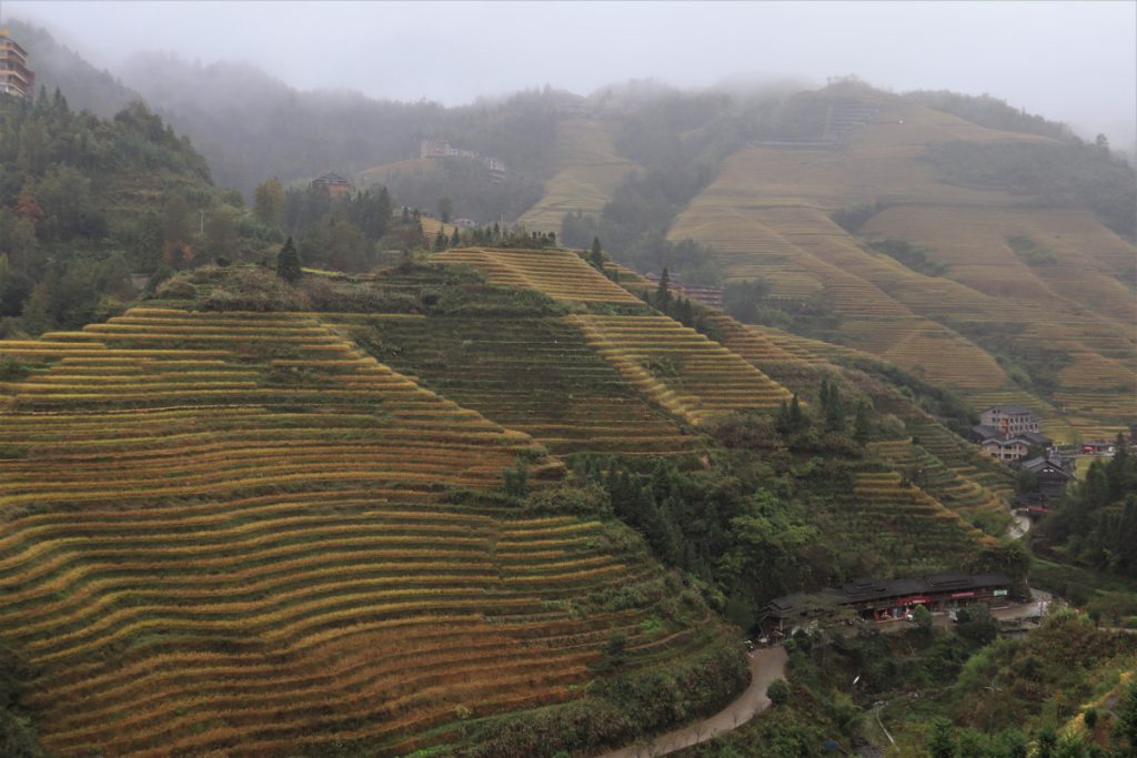 広西壮族自治区・龍脊棚田の写真　山を彩る金色の絨毯-5