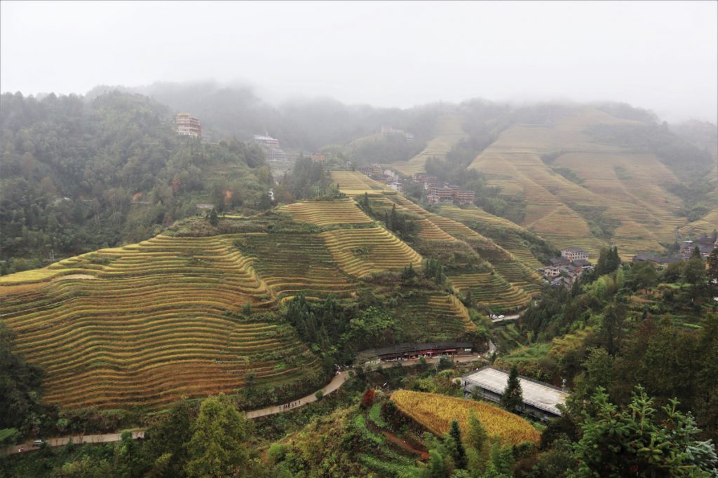 広西壮族自治区・龍脊棚田の写真　山を彩る金色の絨毯2-3