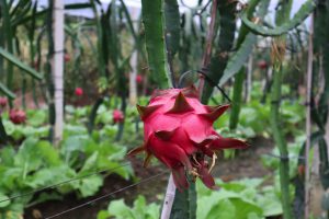 広西壮族自治区・百里水墨画廊／黄姚古鎮の写真　野焼きの煙たなびく桃源郷と嶺南建築古鎮-10