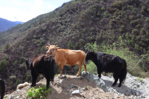 雲南省・金沙江、梅里雪山の写真　長江上流と幸せを呼ぶ山-8
