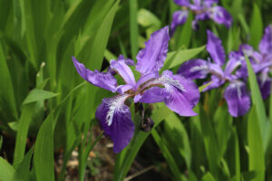 雲南省・雨崩、冰湖、神瀑、神湖の写真 神の村トレッキング2-7