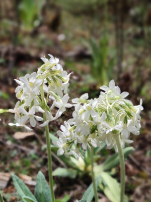 雲南省・阿布吉措の写真　シャンバラを歩く4-10