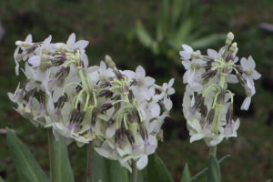 雲南省・阿布吉措の写真　シャンバラを歩く4-11