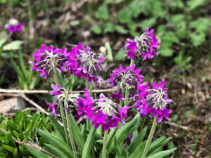 雲南省・阿布吉措の写真　シャンバラを歩く4-6