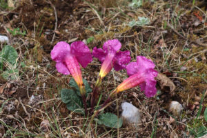 雲南省・阿布吉措の写真　シャンバラを歩く4-7