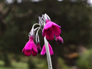 雲南省・阿布吉措の写真　シャンバラを歩く4-8