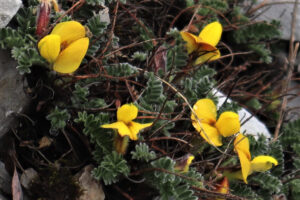 雲南省・阿布吉措の写真　シャンバラを歩く4-9