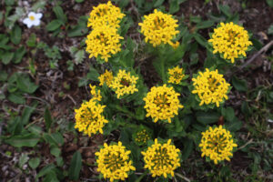 雲南省・香格里拉（シャングリラ）石卡雪山の写真　茶馬古道に聳える聖なる雪山2-9