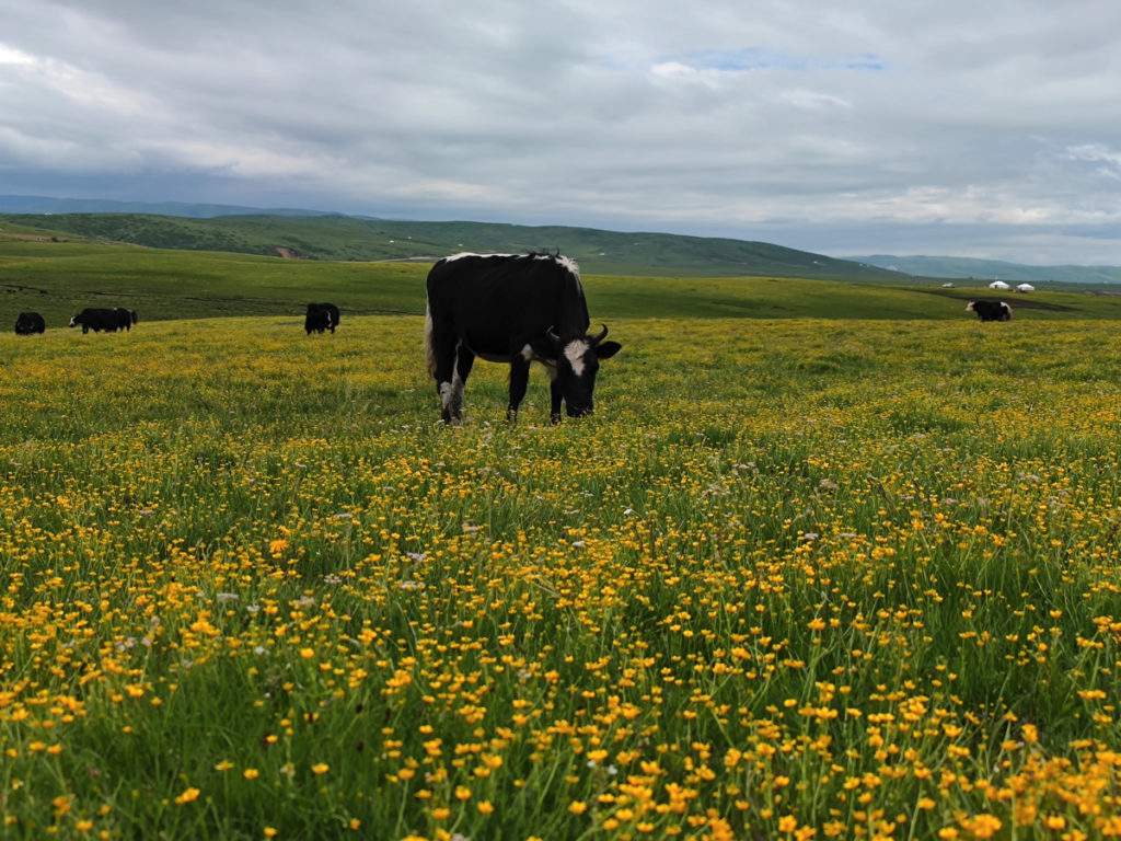 四川省・若尓盖（ルァルガイ）大草原の写真　感動溢れる仙境の阿壩藏族羌（チャン）族自治州-2