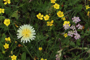 四川省・若尓盖（ルァルガイ）大草原の写真　感動溢れる仙境の阿壩藏族羌（チャン）族自治州-9