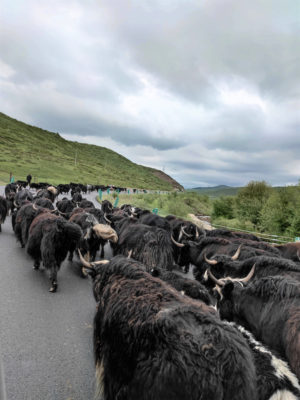 四川省・若尓盖（ルァルガイ）大草原の写真　感動溢れる仙境の阿壩藏族羌（チャン）族自治州2-10